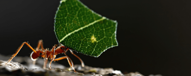 Ant carrying a leaf