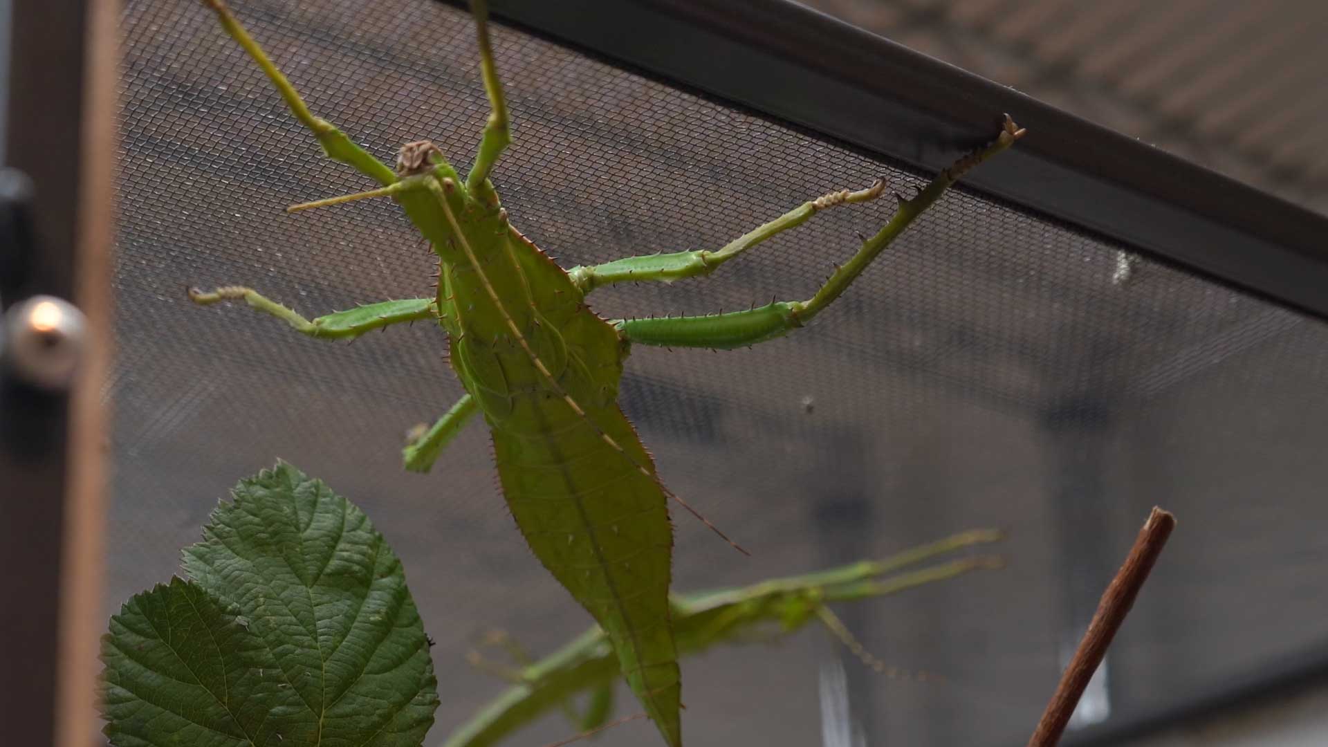 Twig-like walkingsticks relatively huge but harmless