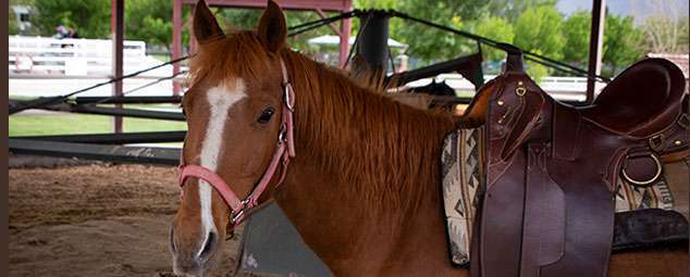 Pony Ride