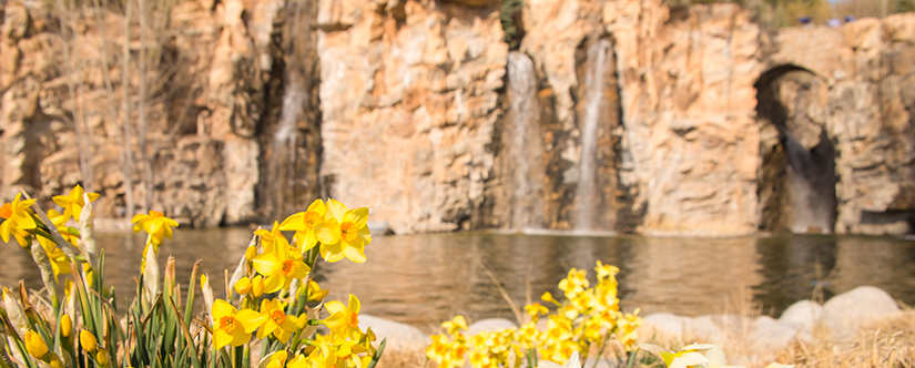 daffodils in front of waterfall