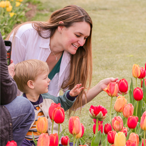 Pink and orange/red tulips 