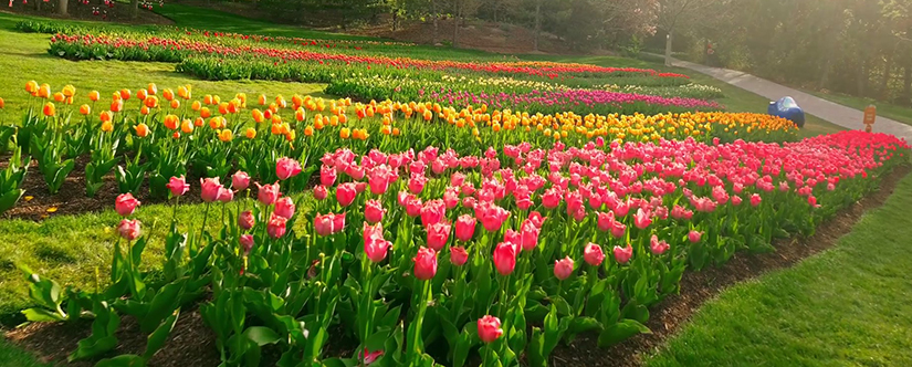 rows of tulips