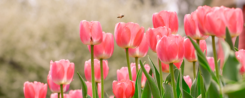 image of tree with pink blossoms against blue sky