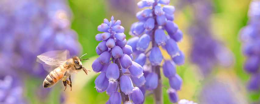 bee in front of close up flower