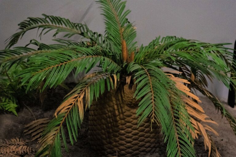 triassic cycads