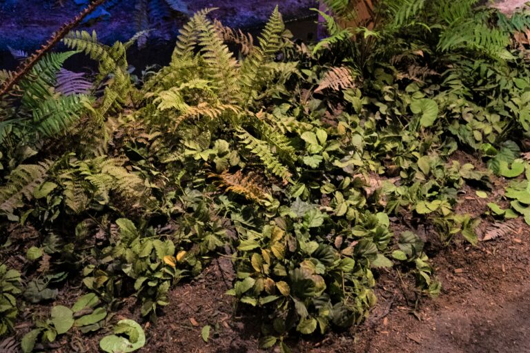 Models of Jurassic ferns at the Museum of Ancient Life.