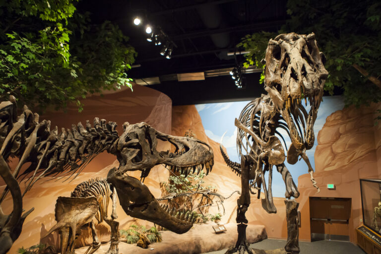 Dinosaur bones on display at the Museum of Ancient Life.