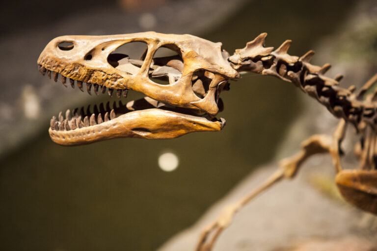 Fossilized dinosaur displays sharp teeth.