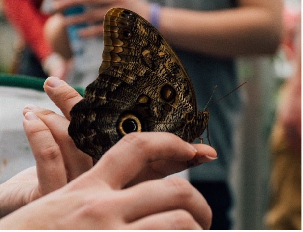 10 Beautiful Butterfly Species - Smore Science Magazine