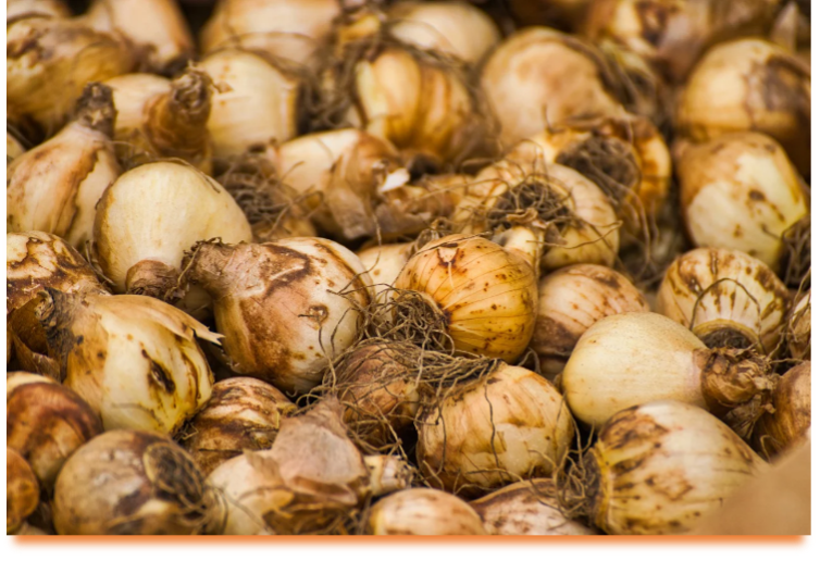 A close-up shot of tulip bulbs.