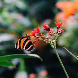 small orange and black butterfly on a small plant with red blossoms