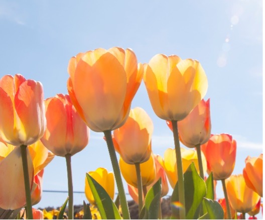 Buy Tulips For Sale