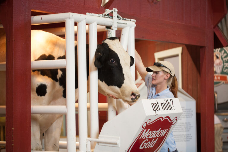 Staff member caring for a cow at Farm Country.