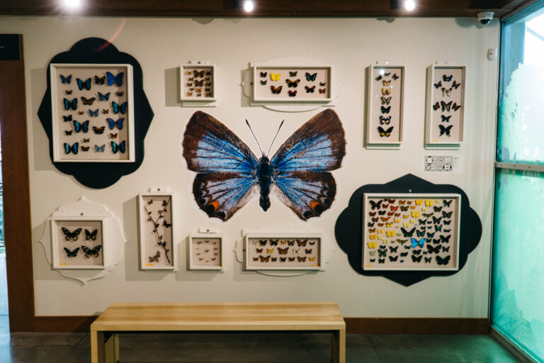 Framed butterfly displays at Butterfly Biosphere.