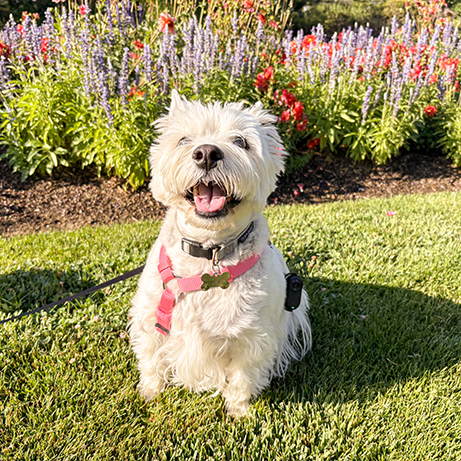 dog in front of flowers smiling