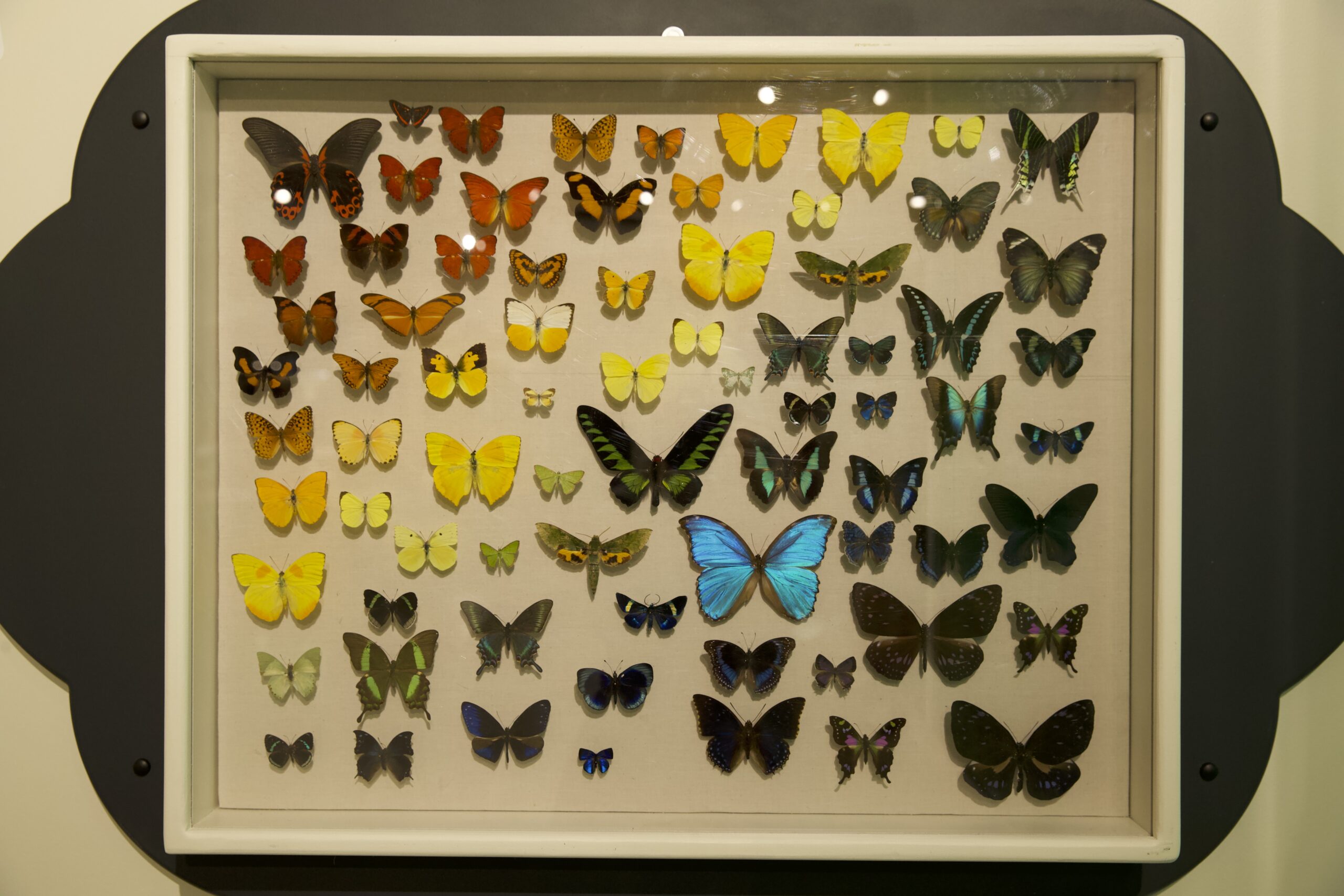 A Step-By-Step Guide to Framing Butterflies - Thanksgiving Point