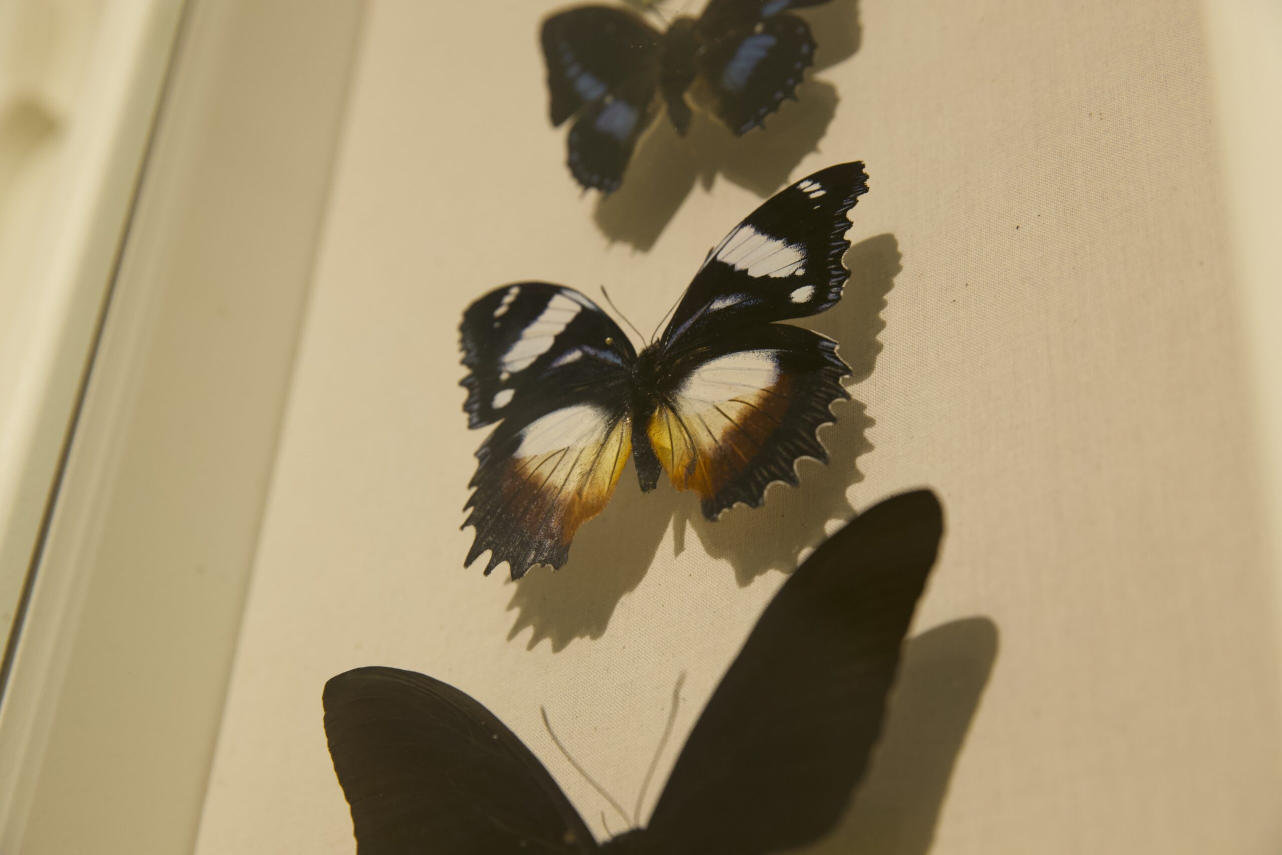 Buy Framed & Butterfly Specimens, Mounting Equipment