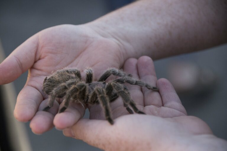 goliath bird eating spider bite