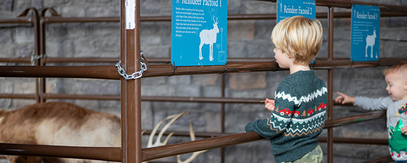 young boy looking at reindeer