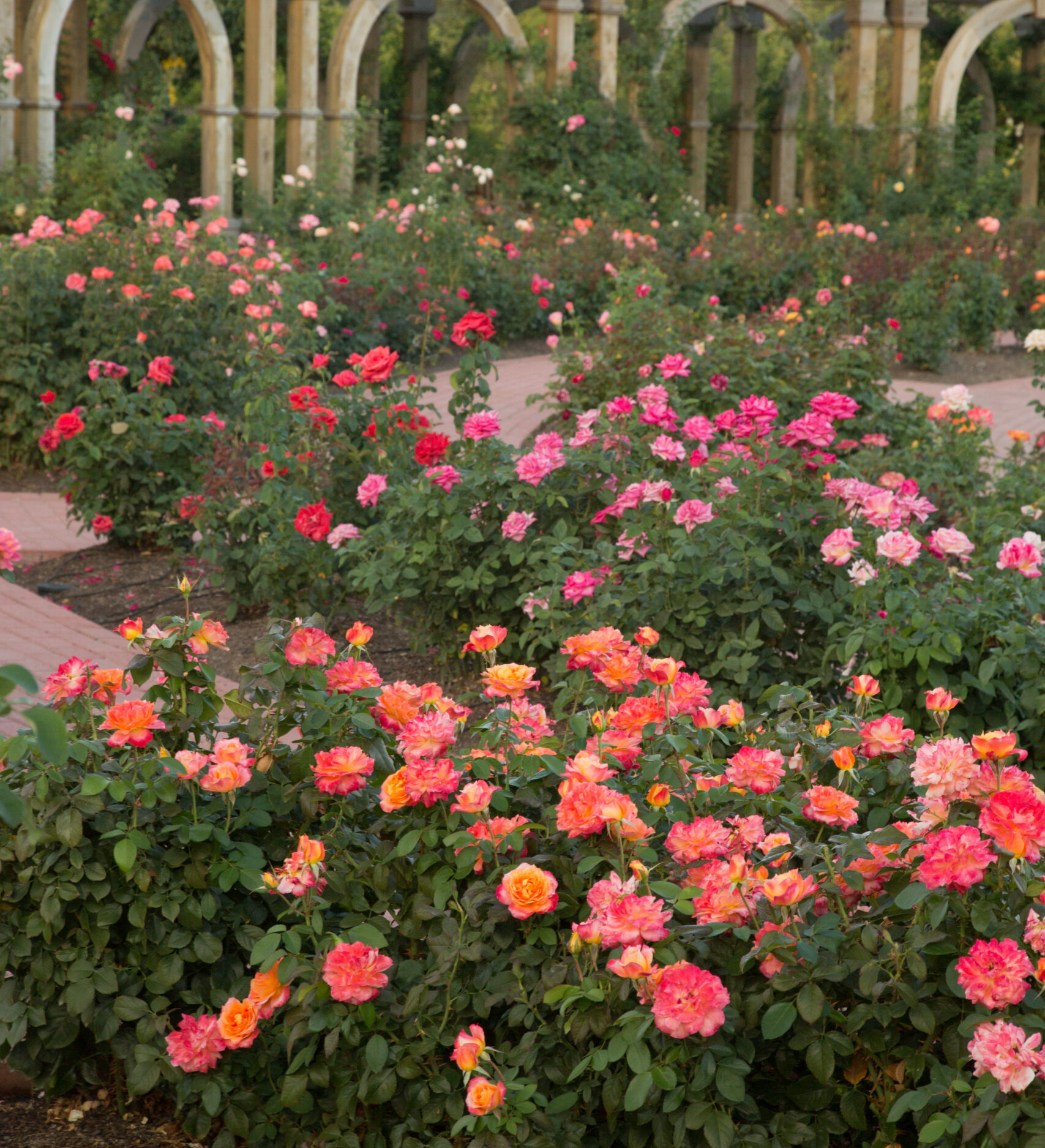 The Little Prince’s Rose Thanksgiving Point