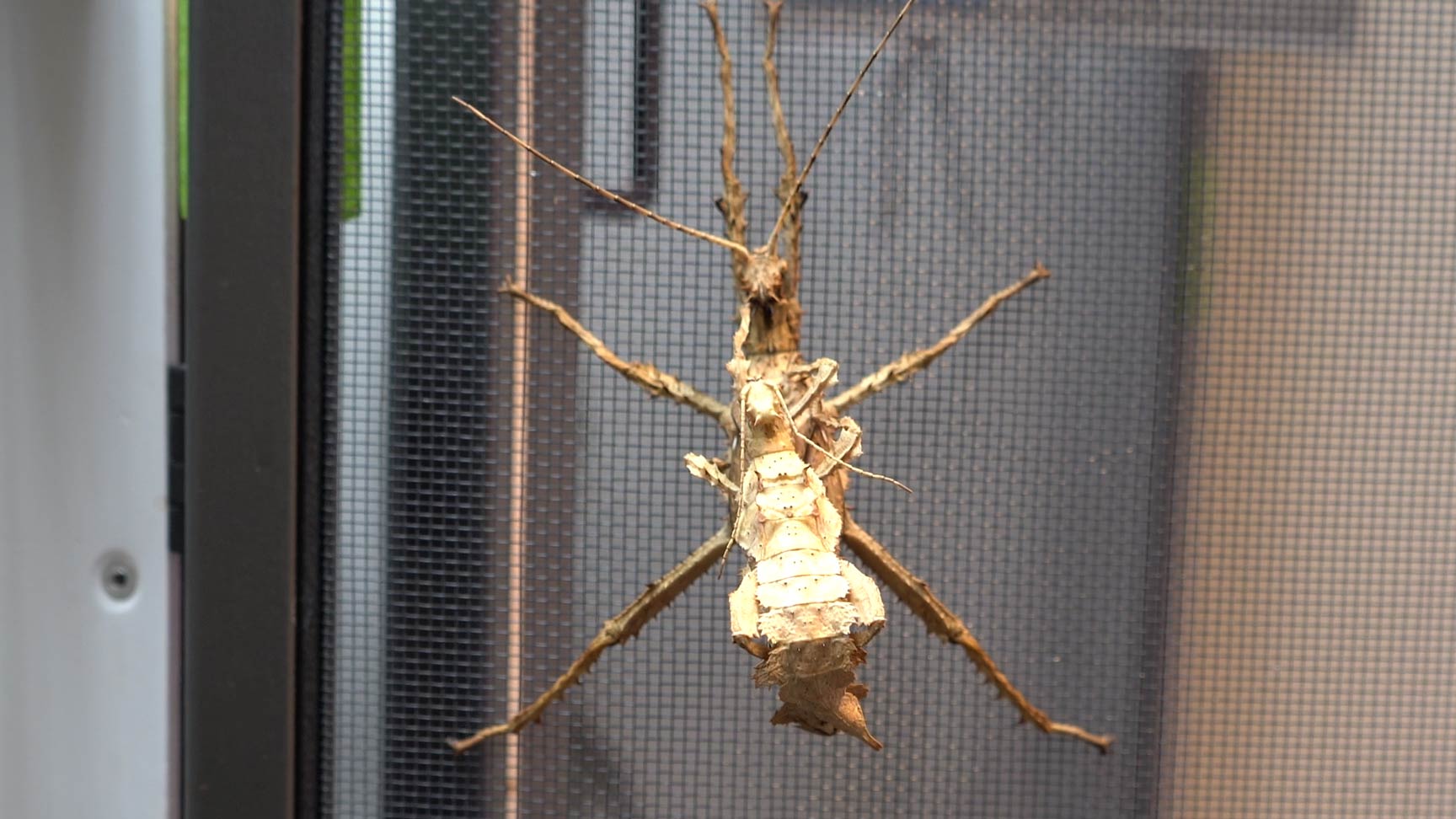 What do stick insects look like? - The Australian Museum