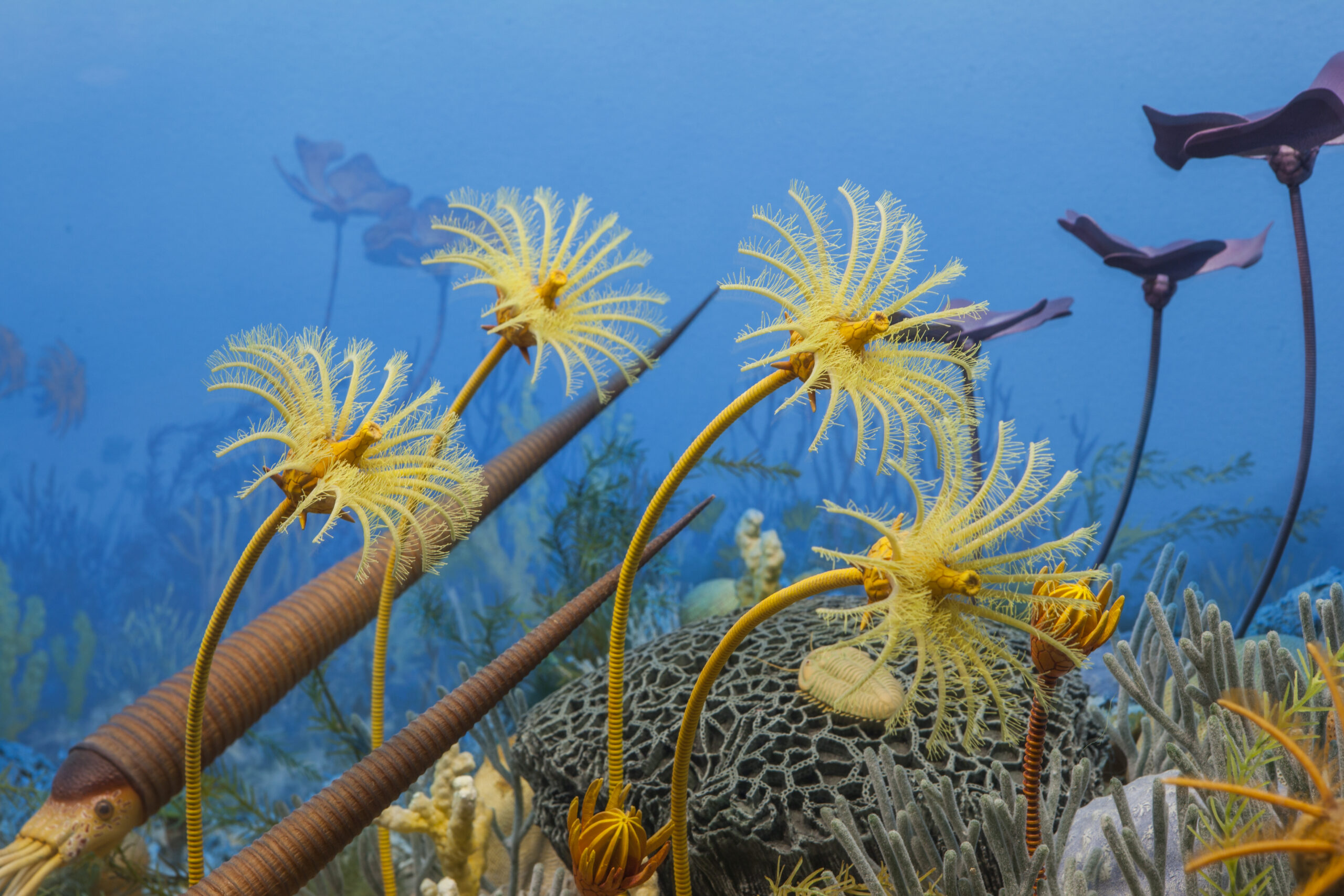 prehistoric marine plants