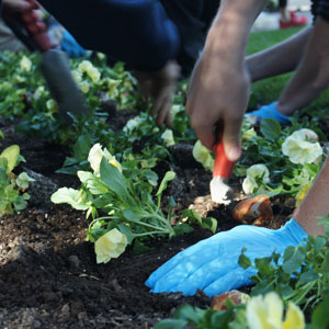 hand with trowel in dirt planting pansies 