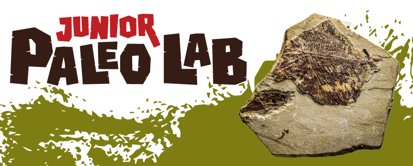 image of fossil and words Junior Paleo Lab