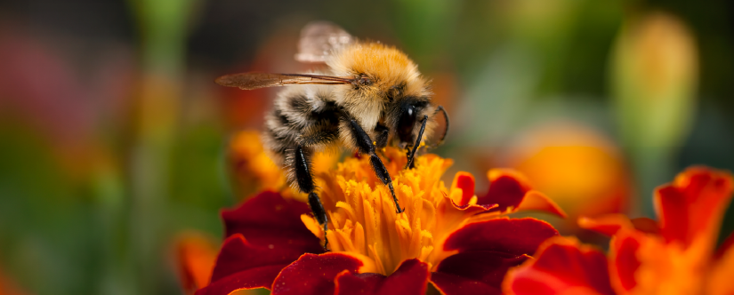 bee on flower