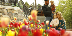 Planning Your Tulip Festival Visit - Thanksgiving Point