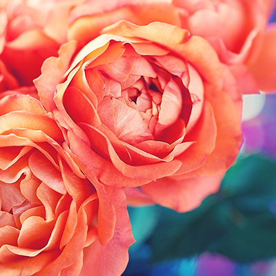 image of close up coral colored rose