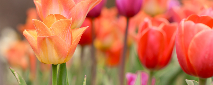 close up photo orange and red and pink tulips