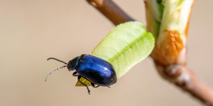 Don’t miss the buggiest event of the year—grab your tickets now!