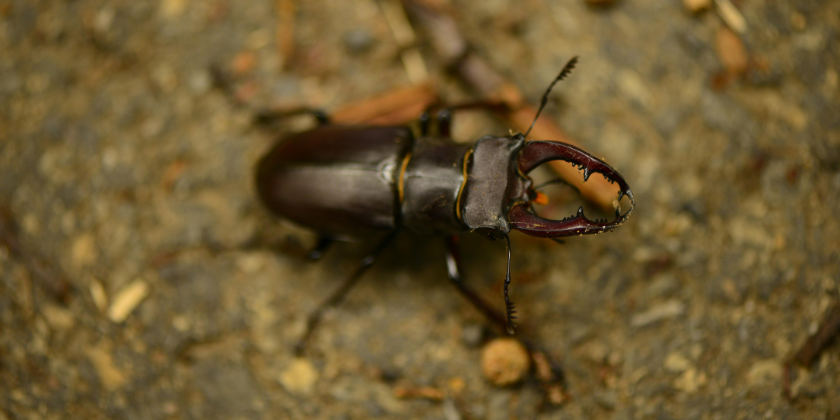 The beetles are back—join the fun with your tickets today!
