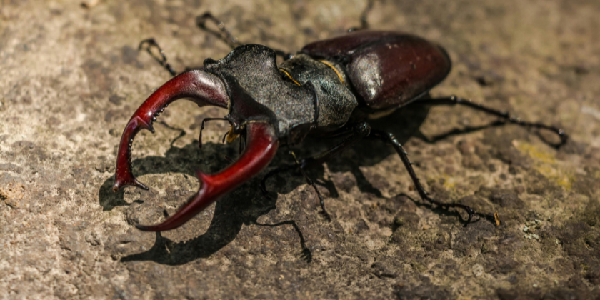 🪲 Get your Beetle Mania tickets today—bugs this big won’t stick around forever!