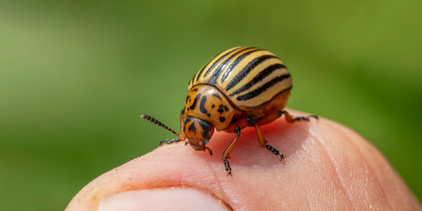 Don’t miss the buggiest event of the year—grab your tickets now!