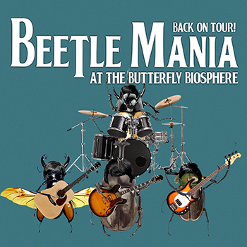 Beetle Mania back on tour at the Butterfly Biosphere