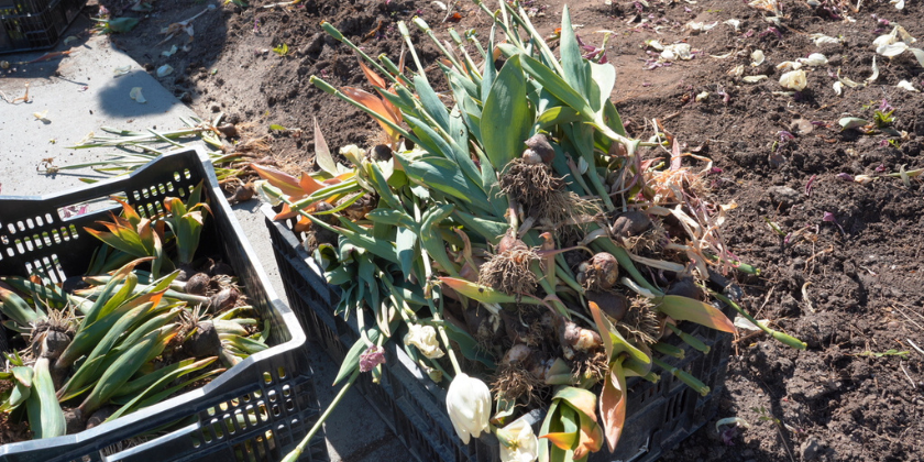 Take home a piece of the festival—buy your favorite tulip varieties today!