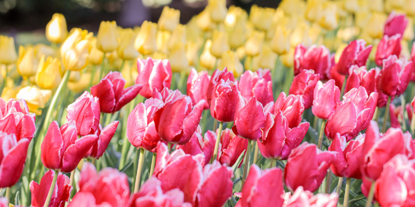 Spring’s grand finale is here—plan your Tulip Festival visit today!