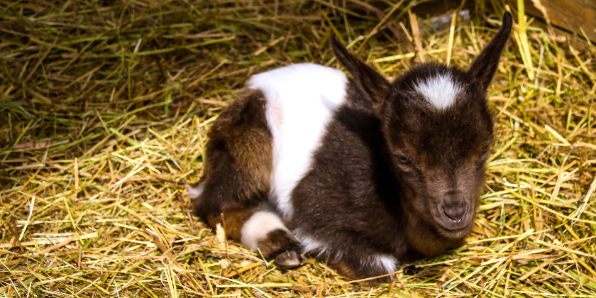 🐐 Bring the kids to see baby goats, bunnies, and chicks during Baby Animal Month!