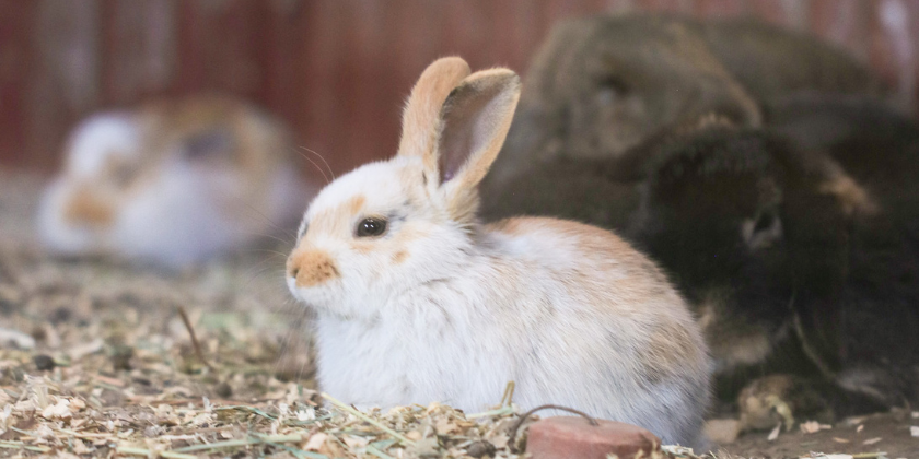 🐰 Plan your visit to Curiosity Farms and cuddle the cutest baby animals in Utah!
