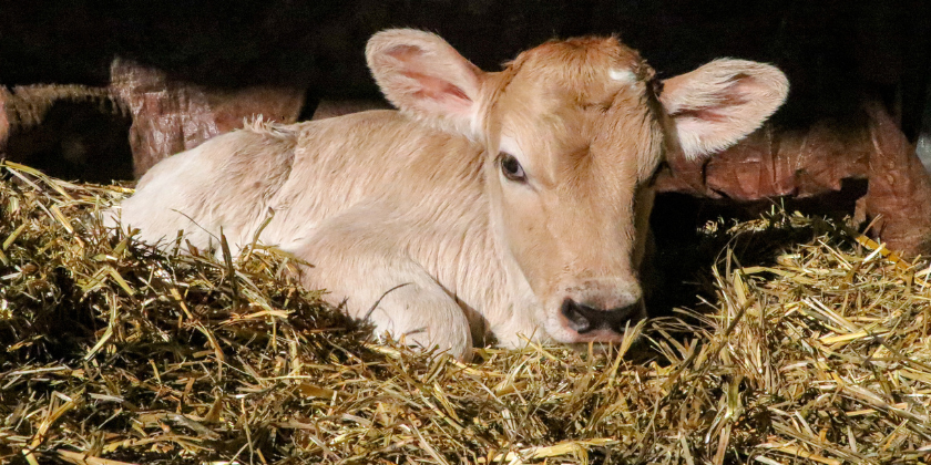 🐮 Don’t miss Baby Animal Month at Thanksgiving Point—perfect for Utah family fun!