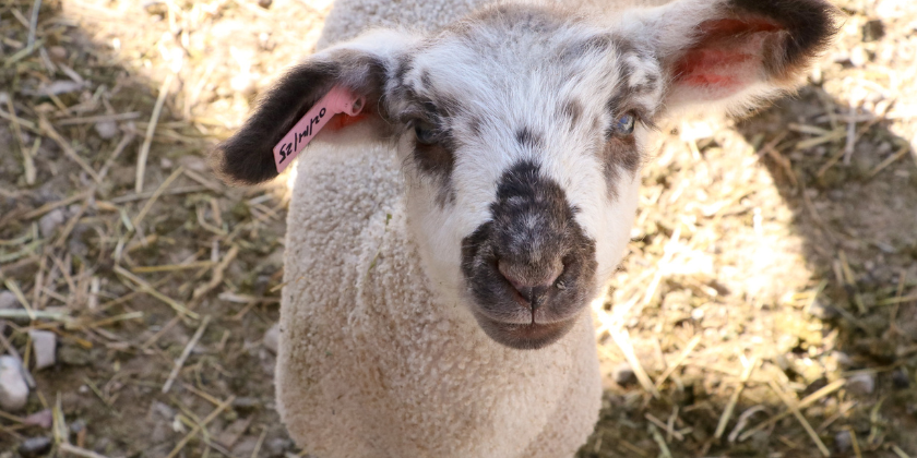 🐑 Explore Curiosity Farms this May and meet the newest baby animals!