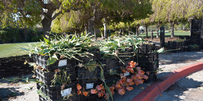 Bring the beauty of the Tulip Festival to your own garden with our bulb packs!