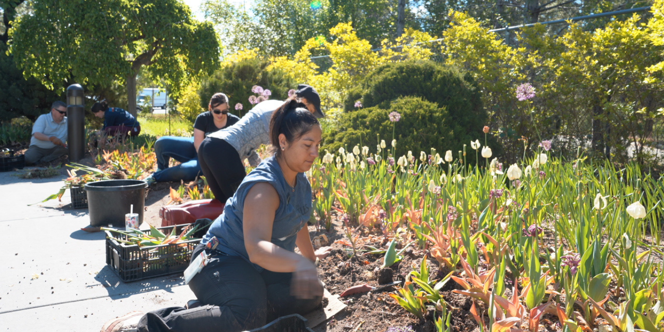 Featured image for blog post: What Happens After the Tulip Festival Ends? Behind the Scenes with Our Horticulture Team 