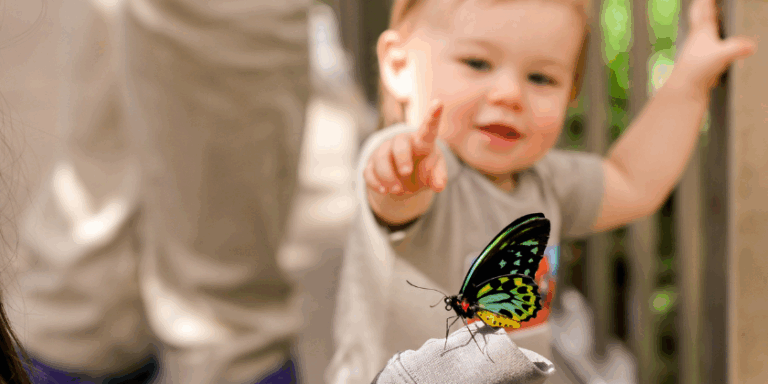 Step into a tropical paradise filled with butterflies from around the world!