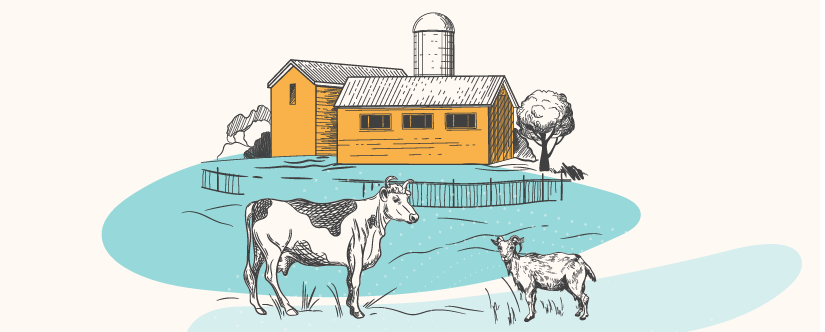 illustrated cows and farm for dairy days at curiosity farms