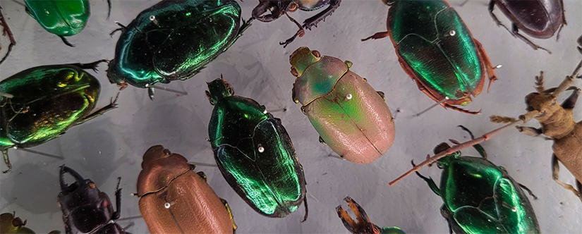 shiny emerald green beetles at butterfly biosphere community insect collection