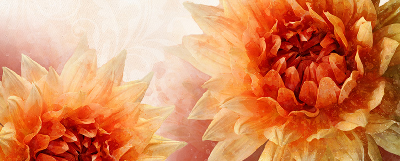 illustrated dahlia