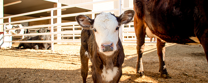 baby cow looking at camera